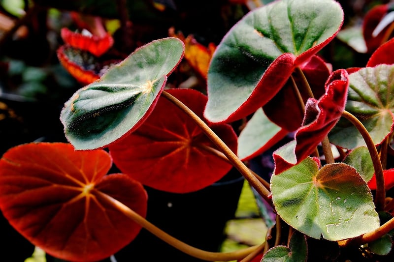 Indoor vs. Outdoor Considerations