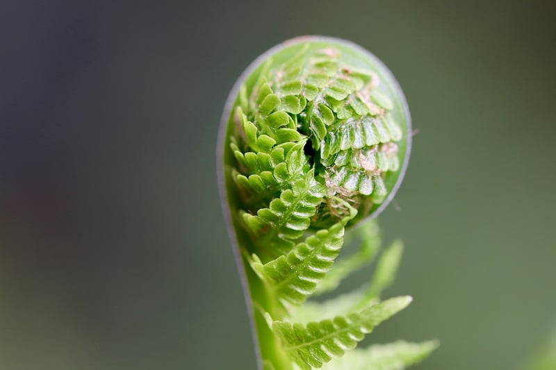 Fern